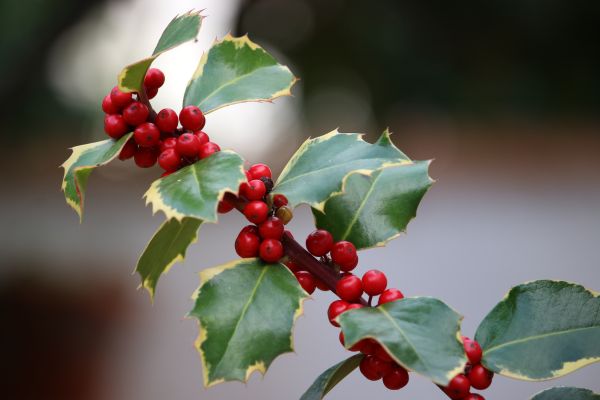 Agrifoglio con bacche rosse, perfetta pianta natalizia per decorare la casa