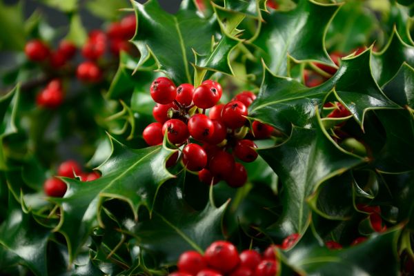 Pungitopo, pianta natalizia resistente con bacche rosse decorativi