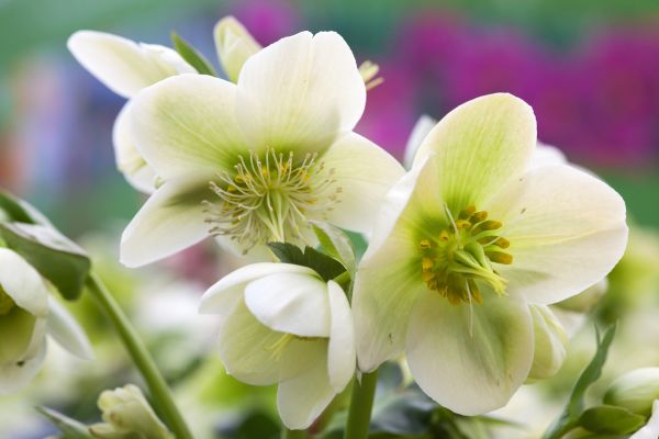 Rosa di Natale con fiori bianchi, elegante pianta da regalare a natale