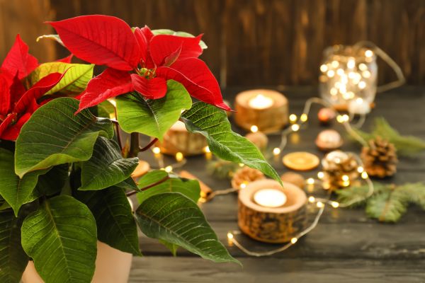 Stella di Natale, pianta da regalare a Natale con decorazioni festive