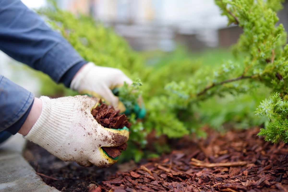 mani che eseguono la pacciamatura del giardino