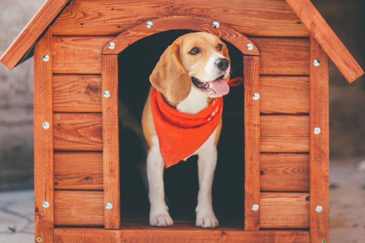 cane contento nella sua cuccia in legno fai da te