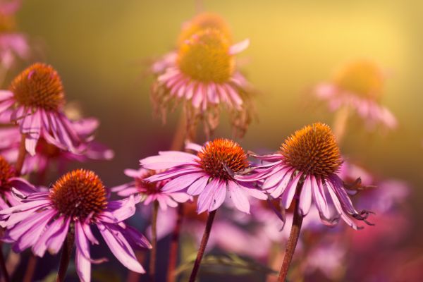 la piante di echinacea ha fiori per api farfalle