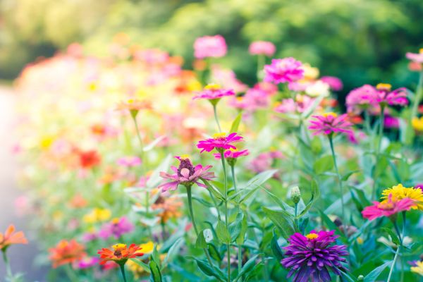 i fiori di campo che attirano le farfalle 