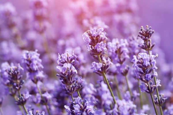 la lavanda: fiori per api e farfalle