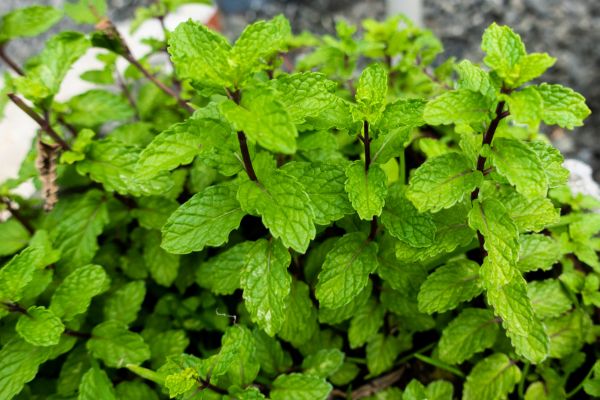 pianta di menta che attira api e farfalle