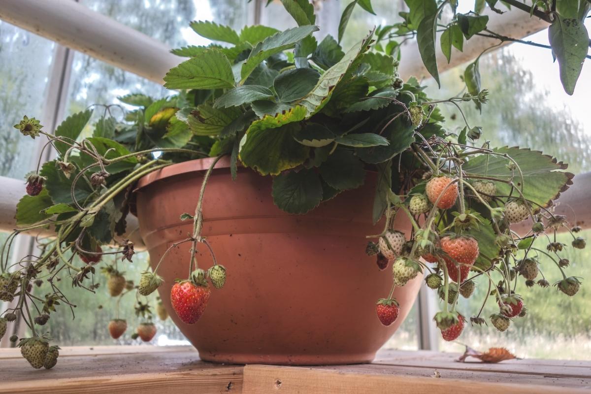 alcune fragole in vaso