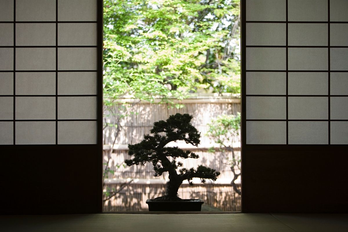 bonsai da interno